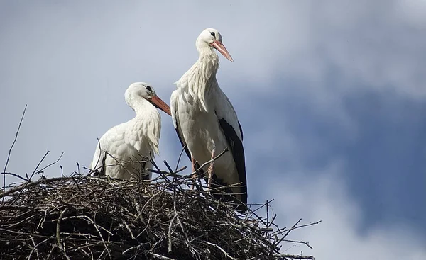 Scenic View Beautiful Stork Bird Nature — Stock Photo, Image