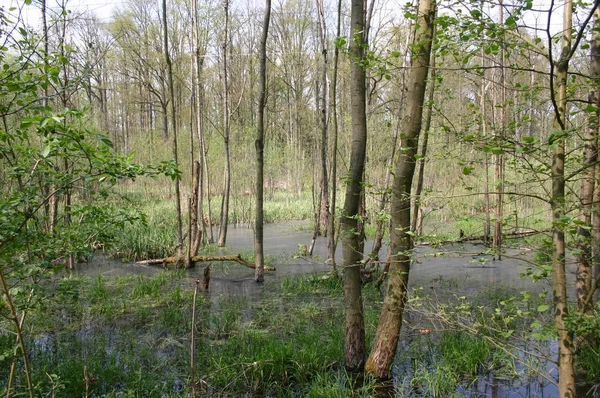 Vista Panoramica Della Flora Nella Foresta Selvatica — Foto Stock