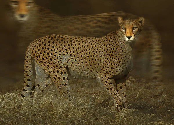 Närbild Djur Zoo — Stockfoto