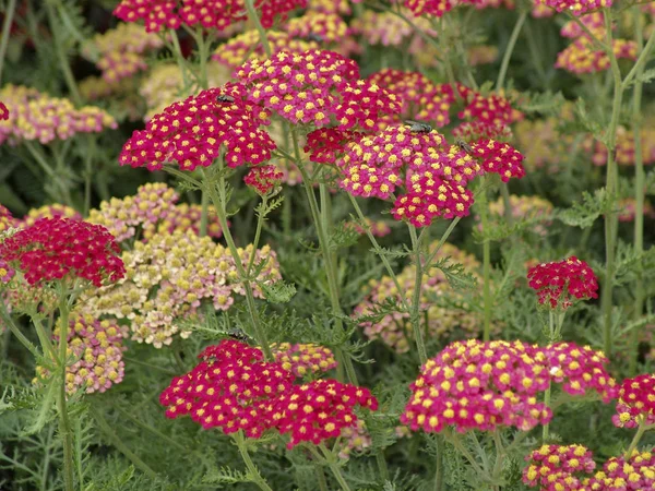 Beautiful Botanical Shot Natural Wall — Stock Photo, Image