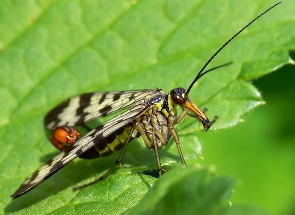 Insecte Mouche Scorpion Commune Dans Nature Florale — Photo