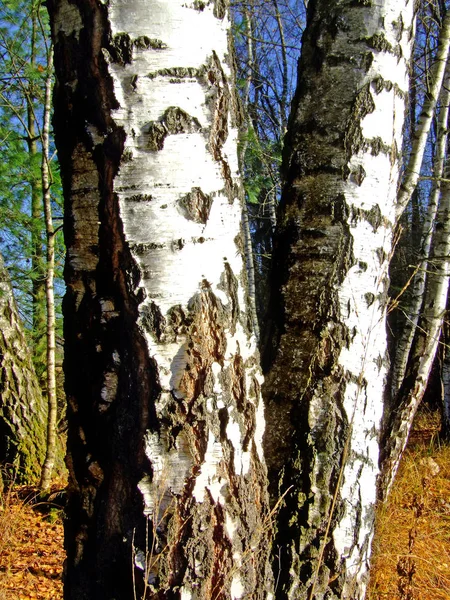 Birch Tree Trunk Bark Stock Picture