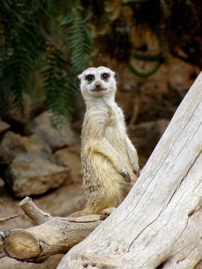 wild suricatta, meerkat animal  clipart