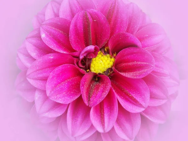 Zblízka Pohled Krásné Kvetoucí Dahlia — Stock fotografie