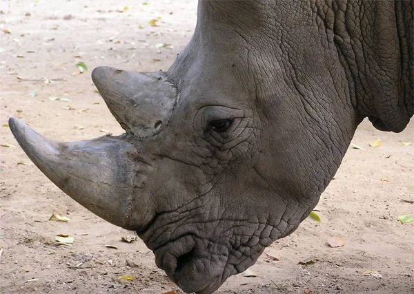 Animal Africano Criatura Rinoceronte Fauna —  Fotos de Stock