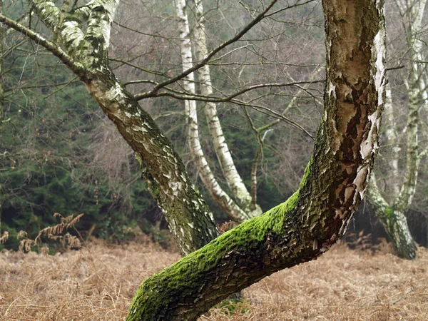 Krásný Výhled Přírodu — Stock fotografie