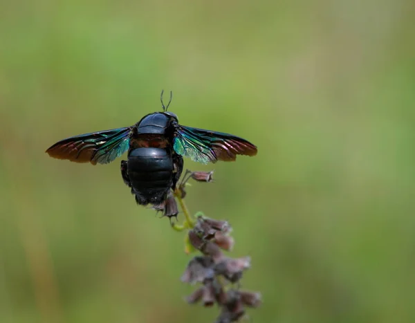 Närbild Bild Vackra Humla Insekt — Stockfoto