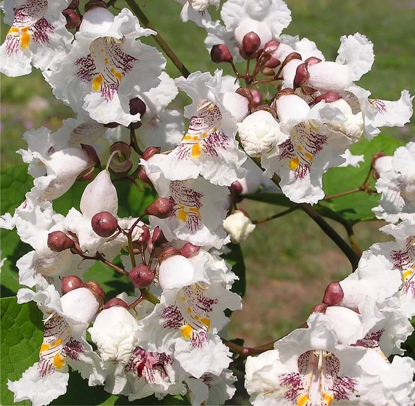 Catalpa Catalpa Bignonioides Merveilleuses Panicules Fleurs Une Beauté Presque Tropicale — Photo