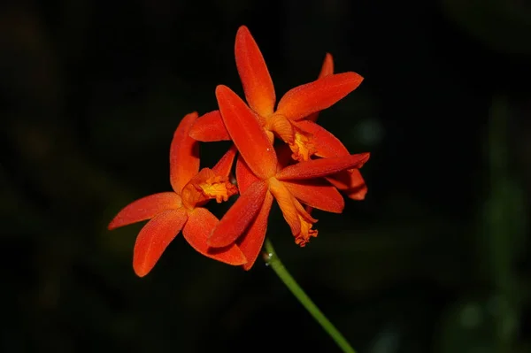 Laelia Milleri Typical Steinlaelie Small Compact Growth Succulent Leaves Dyed — Stock Photo, Image