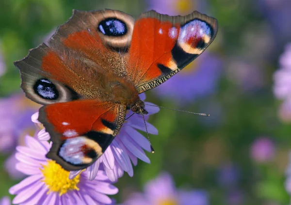 Páva Pillangó Természetben Növény Állatvilágban — Stock Fotó