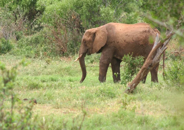 Éléphant Dans Vert — Photo