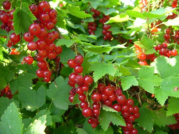 Beeren Nahaufnahme Gesundes Ernährungskonzept — Stockfoto