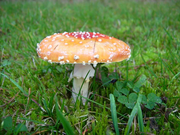 Red Toadstool Belongs Group Poisonous Fungi — Stock Photo, Image