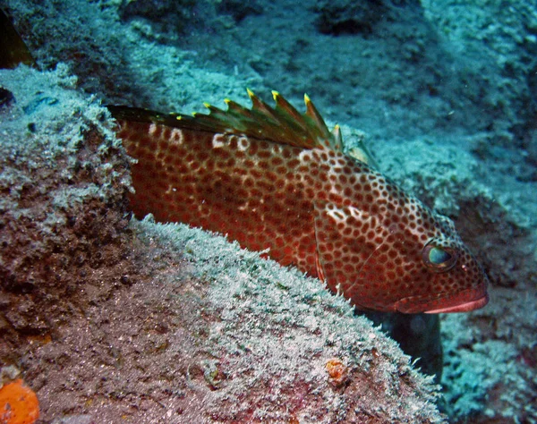 Recorded Saba Caribbean Grouper Family Ranges Small Only 5Cm Small — Stock Photo, Image