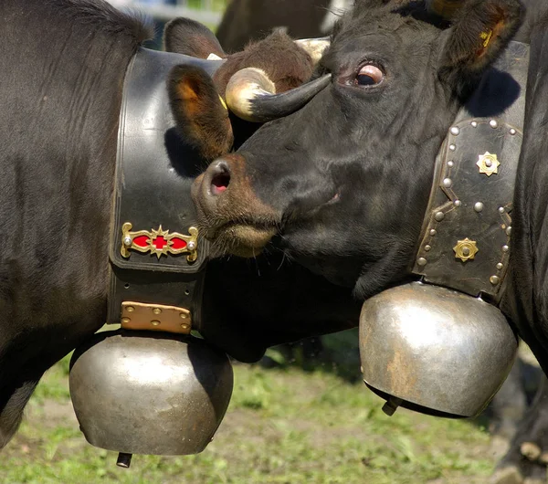 Bekämpningskor Valais Schweiz — Stockfoto