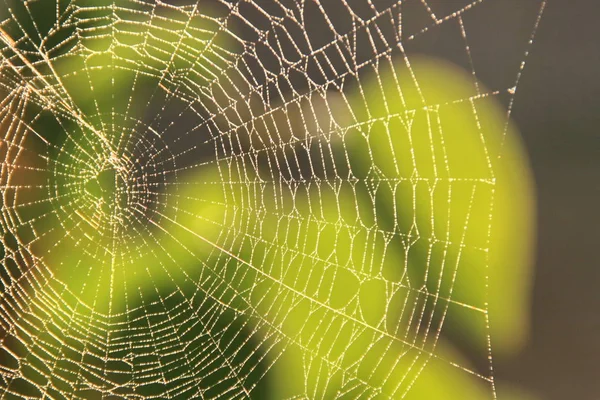 Ragnatela Ragno Insetto Trappola — Foto Stock