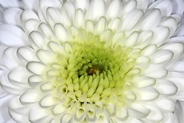 Wenns Out Already Snowing Take White Flower Vase — Stock Photo, Image