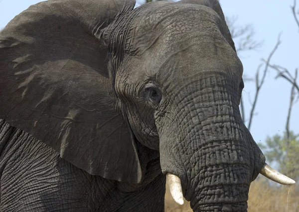 Πορτραίτο Αφρικανικού Ελέφαντα Loxodonta Africana — Φωτογραφία Αρχείου