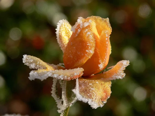 Vackra Blommor Blommigt Koncept Bakgrund — Stockfoto