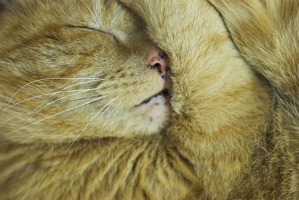 Retrato Lindo Gato — Foto de Stock