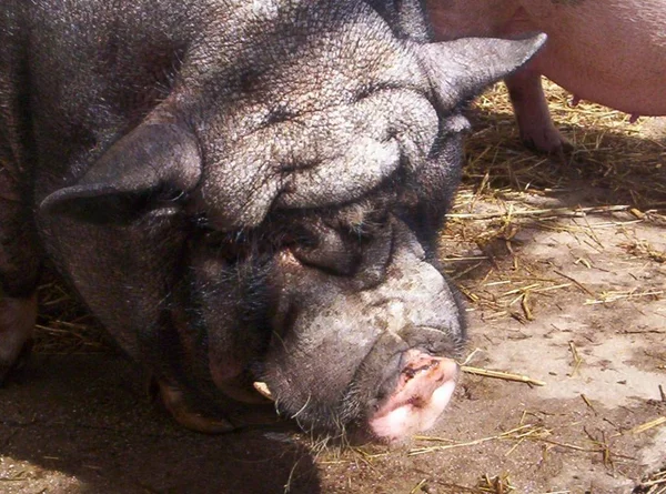 Hayvanat Bahçesindeki Hayvana Yakın Çekim — Stok fotoğraf