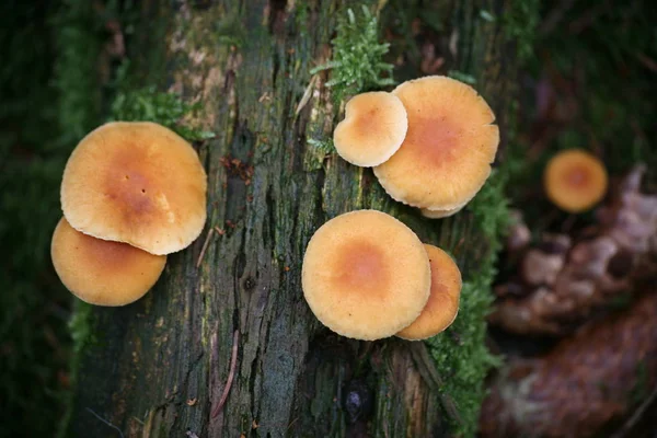 Hygrophoropsis Aurantiaca Champignon Est Très Similaire Authentique Chanterelle Comestible Bien — Photo