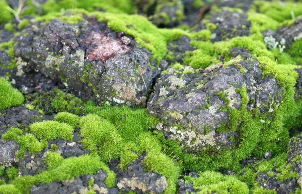Geyik Bryophyta Dünya Çapında Yaklaşık 000 Tür Içeren Bir Bitki — Stok fotoğraf