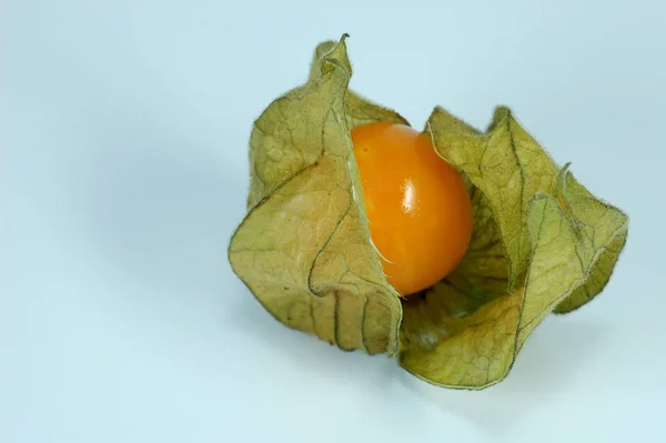 Physalis Lanterne Vista Vicino — Foto Stock