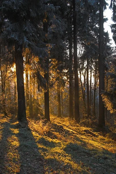 Βραδινός Ήλιος Στο Χειμερινό Δάσος — Φωτογραφία Αρχείου