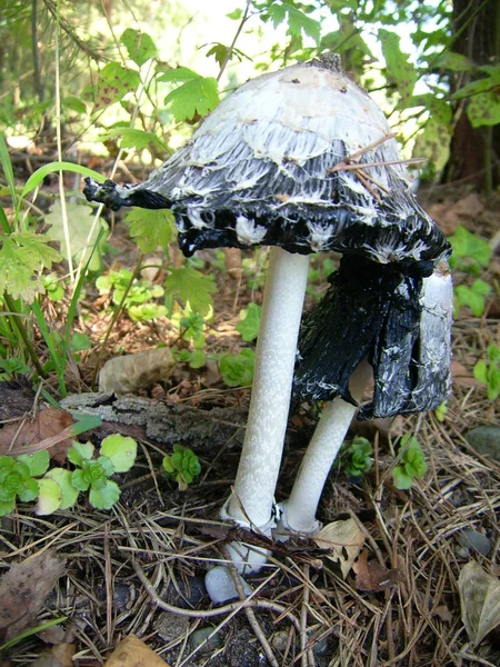 growing mushrooms in forest, nature background