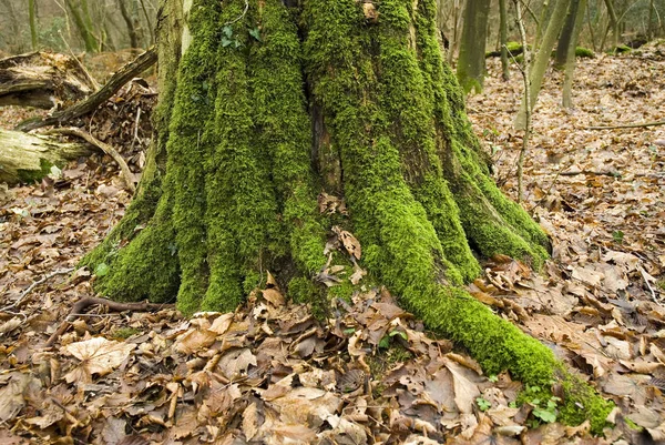 Kmenová Kůra Dřevěné Dřevo — Stock fotografie