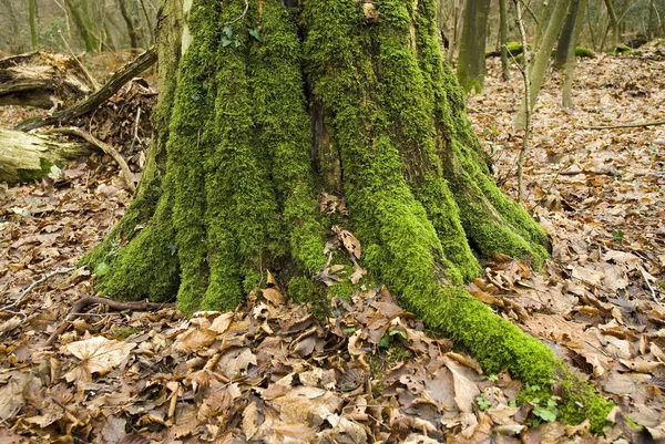 Écorce Tronc Arbre Bois Sciage — Photo