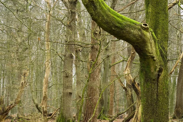 Szenische Ansicht Der Flora Wilden Wäldern — Stockfoto