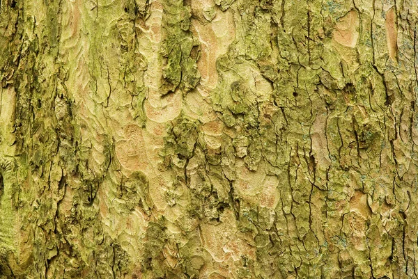 Υφή Κορμού Δέντρου Επιφάνεια Φλοιού — Φωτογραφία Αρχείου
