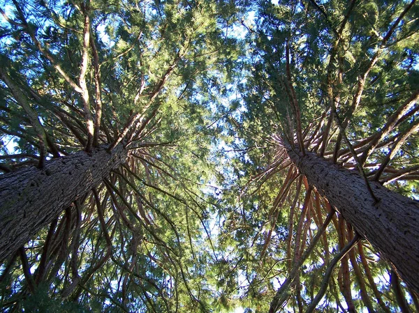 Drzewa Sekwoja Ogromne Drzewo Flora Natury — Zdjęcie stockowe