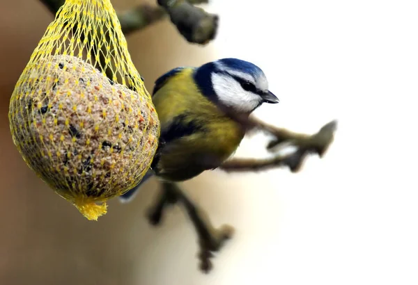 Malowniczy Widok Piękny Ptak Titmouse — Zdjęcie stockowe