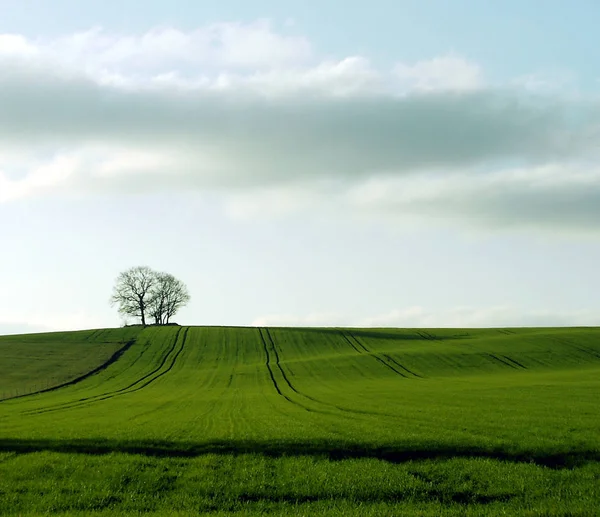 Took Shot Christmas Day 2006 Sight You Think Beginning Spring — Stock Photo, Image