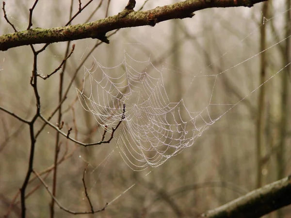 Pavučina Hmyz — Stock fotografie