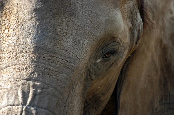Животные Слоны Млекопитающие — стоковое фото