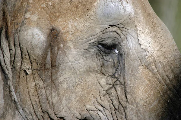 Elefanten Tierwelt Säugetier — Stockfoto