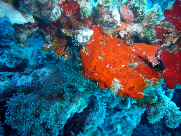 Pesce Dal Corpo Sferico Appiattito Sulla Pancia Primo Raggio Della — Foto Stock