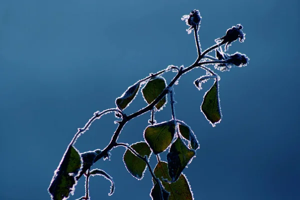 Mooi Botanisch Schot Natuurlijk Behang — Stockfoto