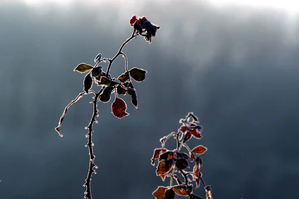 Uitzicht Een Winterse Scène — Stockfoto