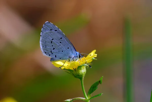 Close Van Een Insect Wilde Natuur — Stockfoto