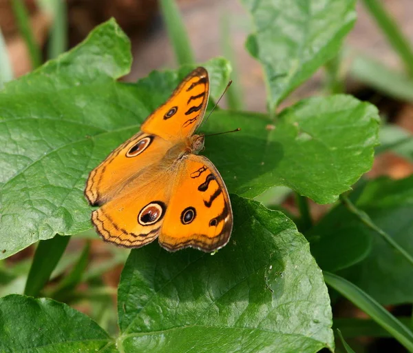 Close Bug Natureza Selvagem — Fotografia de Stock