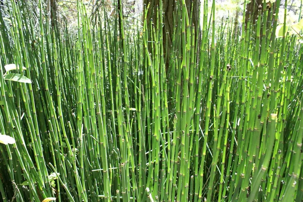 Campo Bambu Com Grama Verde — Fotografia de Stock