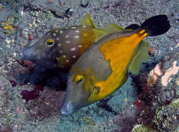 Registrado Saba Caribe Estos Animales Están Principalmente Pareja — Foto de Stock