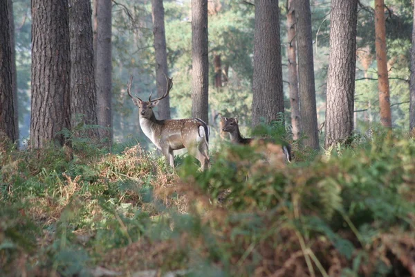 Cerfs Dans Les Bois — Photo