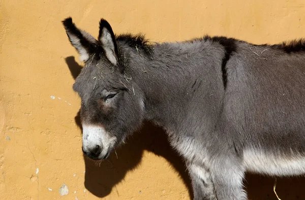 View Donkey — стоковое фото