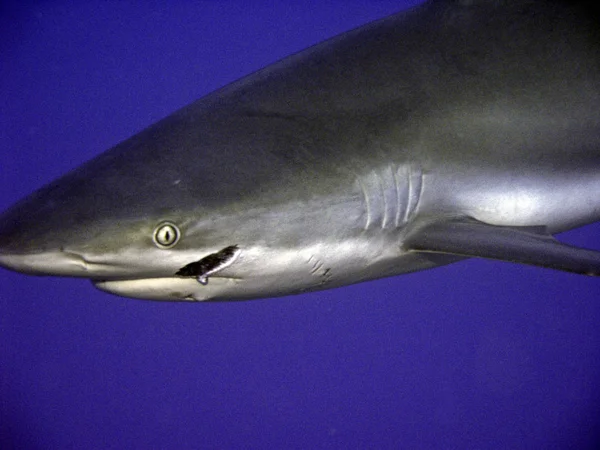 Opgenomen Saba Kariboon Blacktip Haaien Behoren Tot Groep Mensen Bereiken — Stockfoto